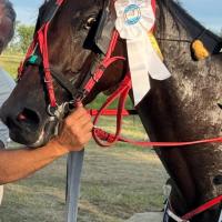 ELVIMIMA ARTS PRISA: NUEVA CAMPEONA NACIONAL DE POTRANCAS.